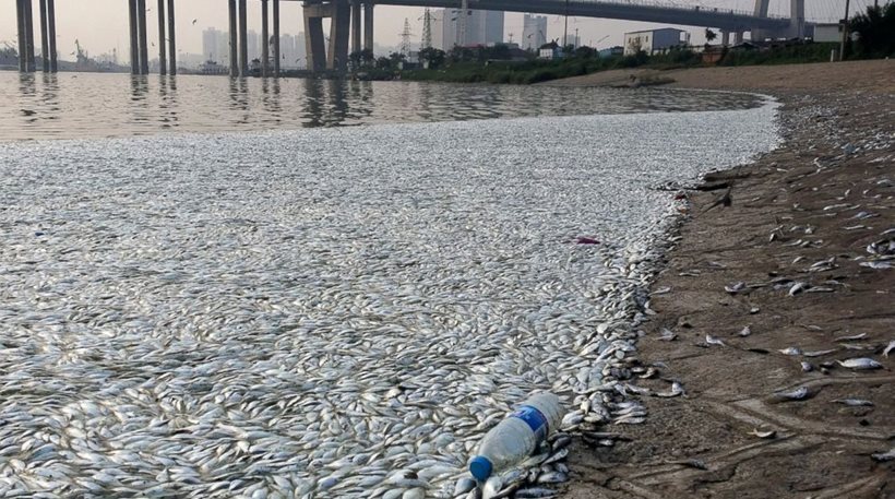 νεκρά ψάρια Τιαντζίν