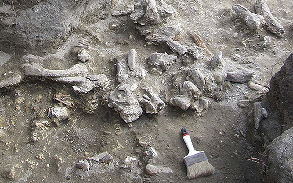 απολιθώματα του Homo Erectus