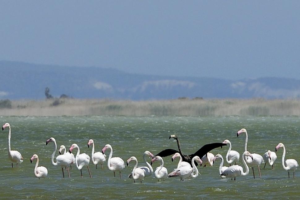 black flamingo