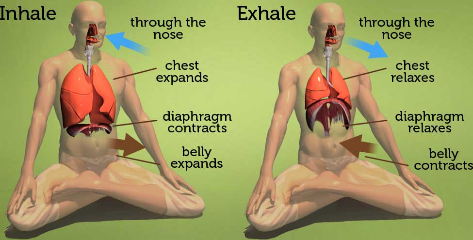 Diaphragm-Breathing