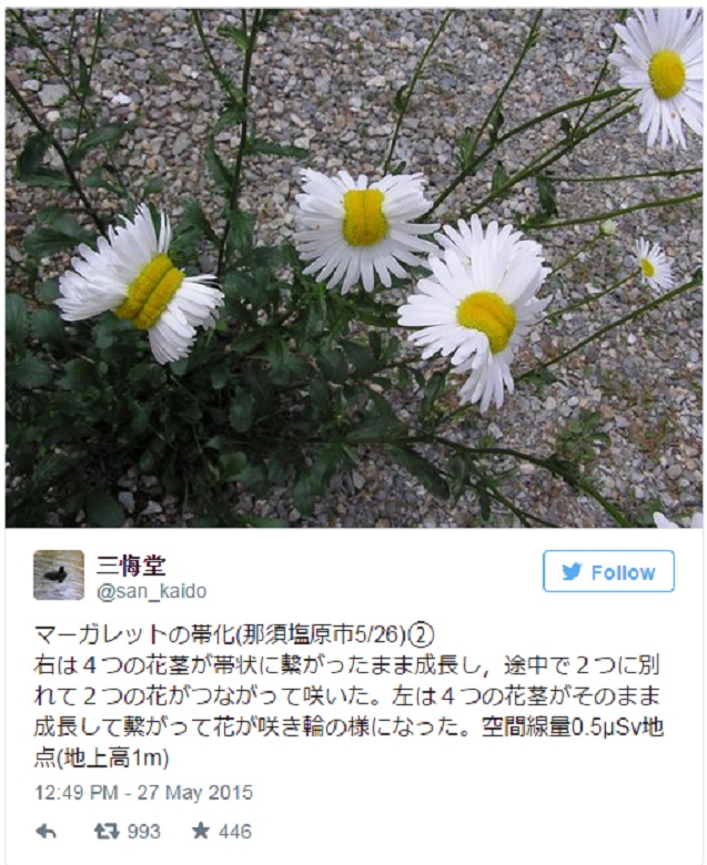 fukushima daisies