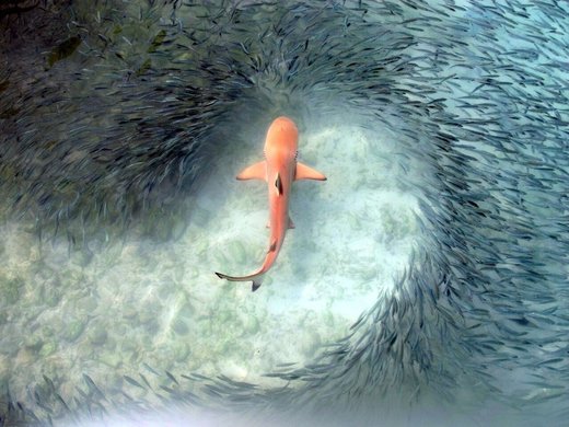 Shark