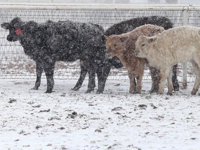 cow snow