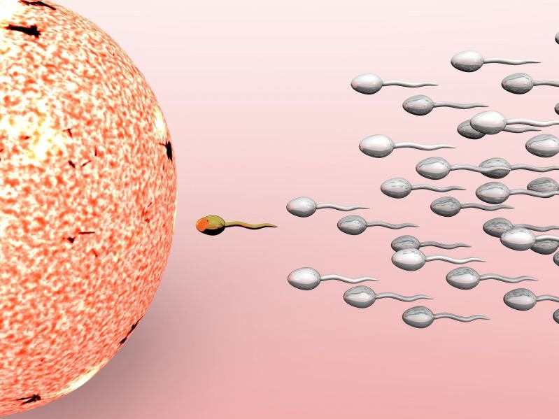 sperm reproduction biology