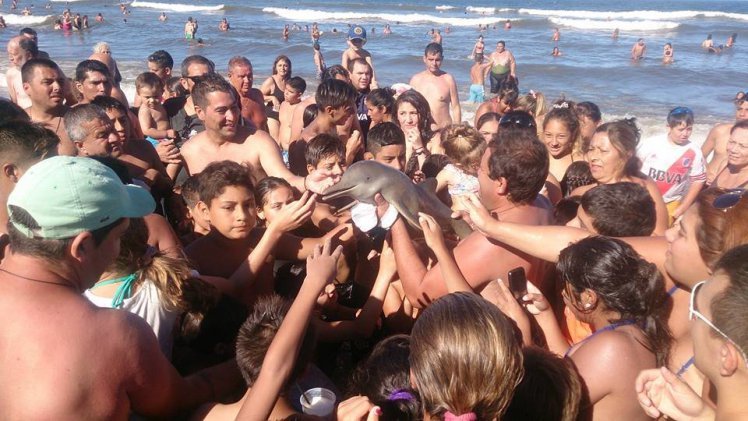 dolphin dies selfies