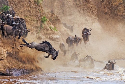 Κάντε κλικ για μεγέθυνση Crossing the Mara River.