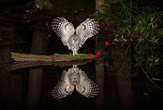 Κάντε κλικ για μεγέθυνση Owl amd water image