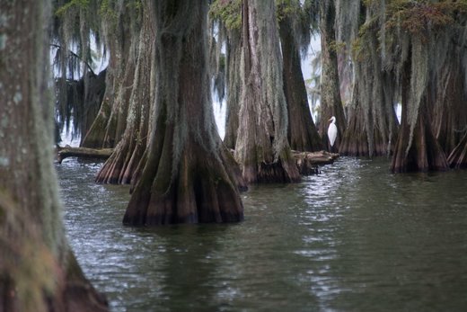 Κάντε κλικ για μεγέθυνση Crane, woods, water