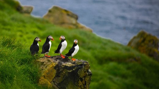Κάντε κλικ για μεγέθυνση Puffins