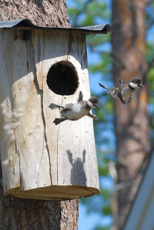 Κάντε κλικ για μεγέθυνση birds flying school