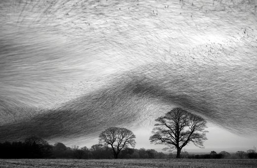 Κάντε κλικ για μεγέθυνση Starling birds cloud
