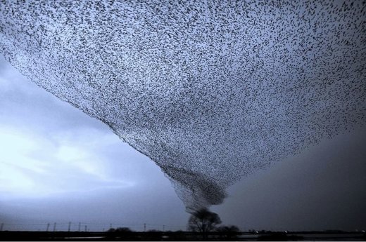 Κάντε κλικ για μεγέθυνση Hurricane of birds