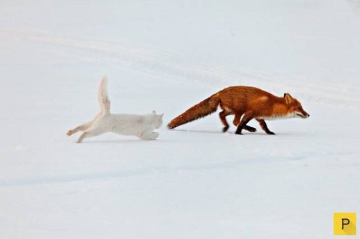 Κάντε κλικ για μεγέθυνση Cat Sioma, Kamchatka pennisula