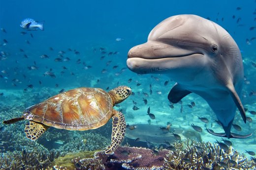 Κάντε κλικ για μεγέθυνση Dolphin and turtle