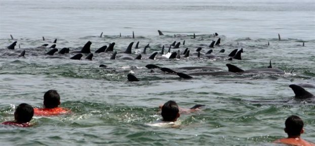 εκβρασμός δελφινιών μαύρη θάλασσα 