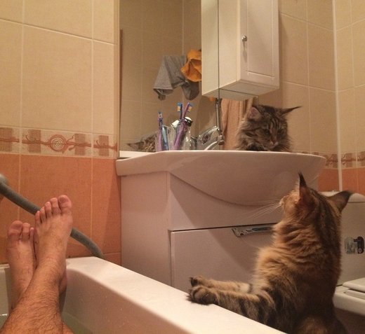 Maine Coon