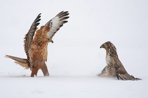 Birds
