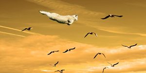 New Zeeland flying lamb photoshoped