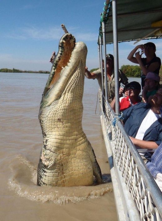 Giant aligator