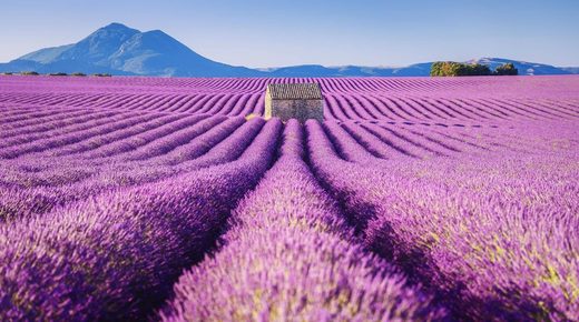 Lavender fields