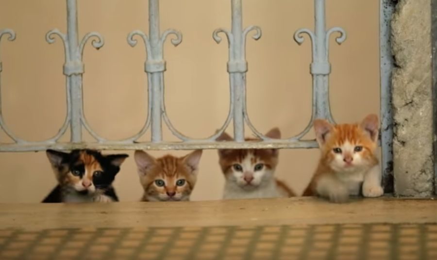 Οι γάτες της Κωνσταντινούπολης