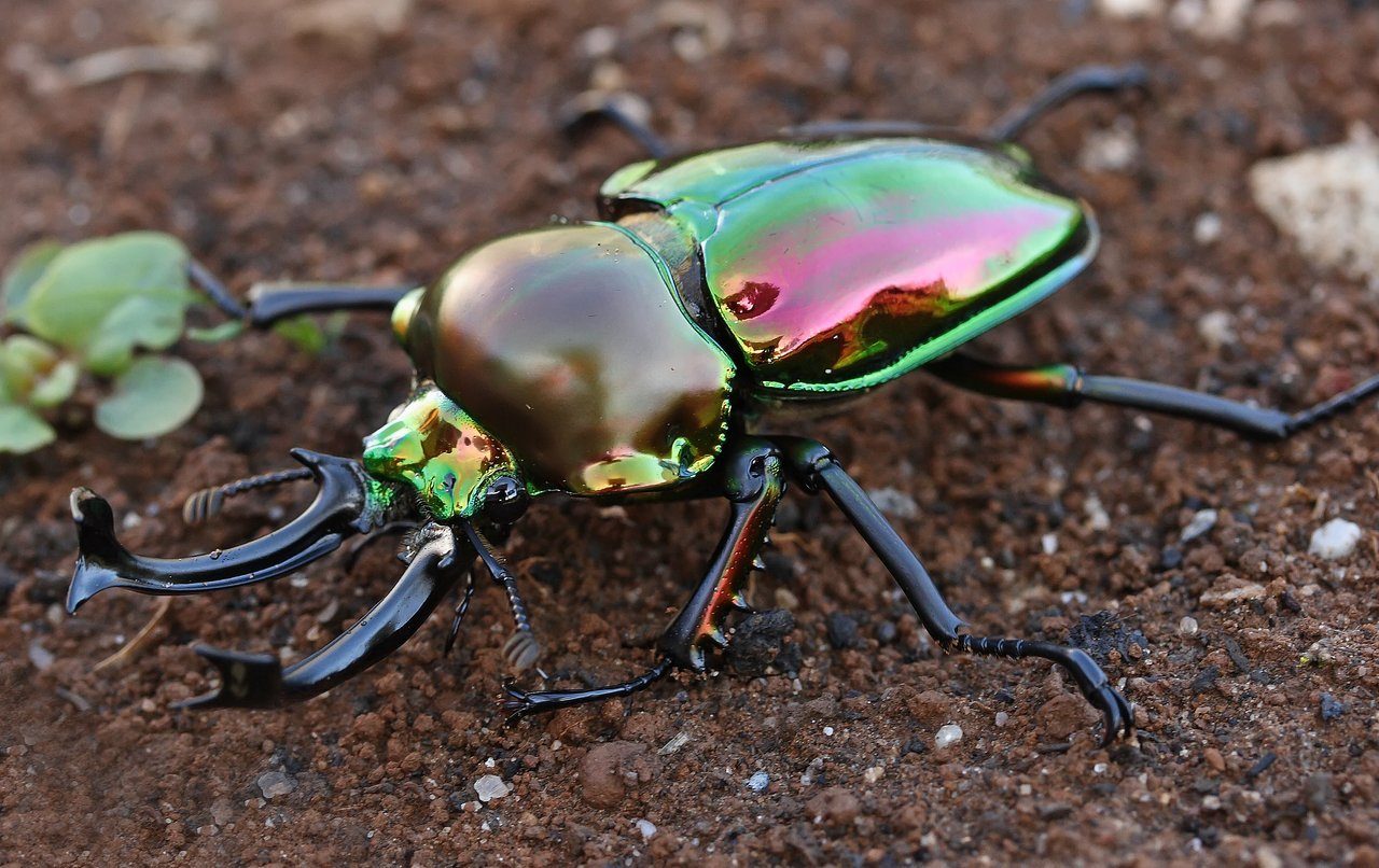 Rainbow star beetle