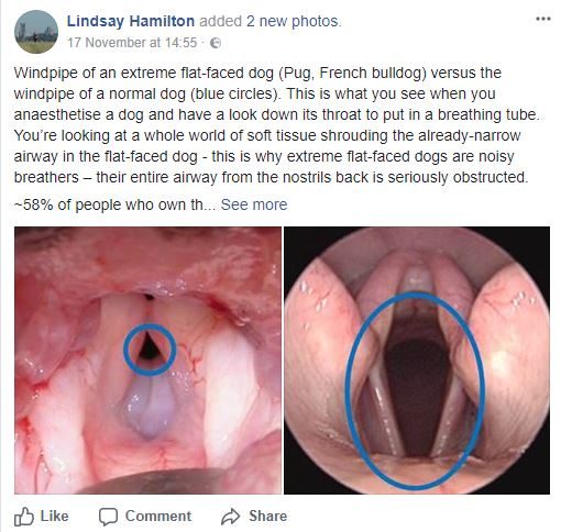 Dr Lindsay Hamilton