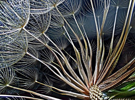 goatsbeard-flower-seeds Nikon Small World