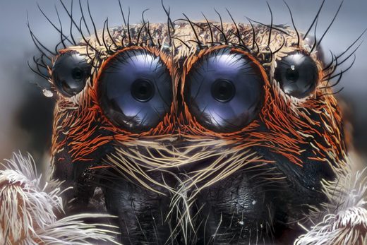 Jumping Spider
