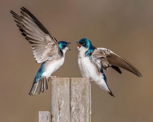 Tree swallow