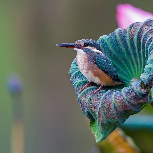Bird