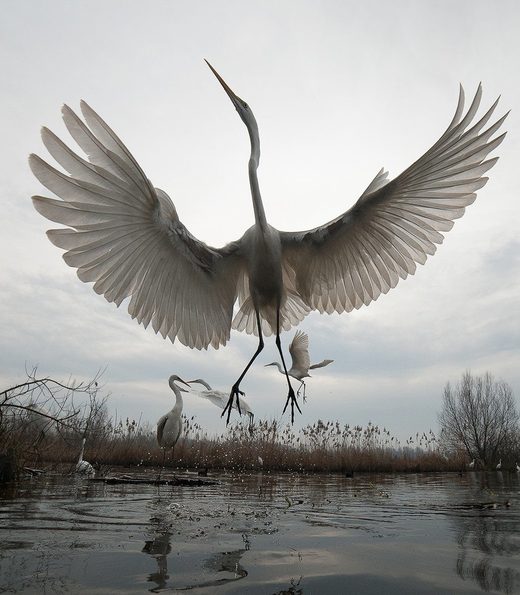 Great Egret