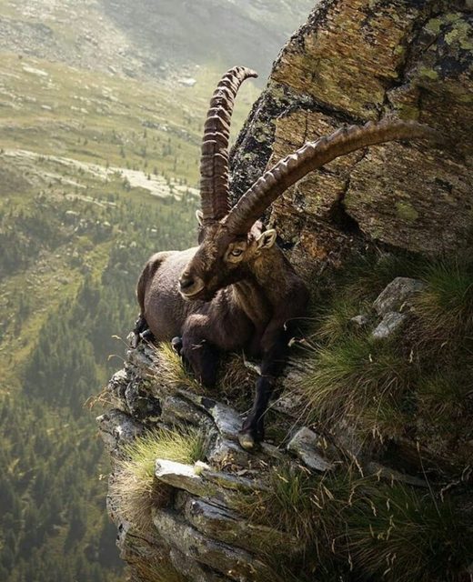 Κάντε κλικ για μεγέθυνση Mountain goat