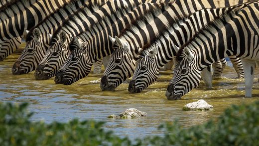 Κάντε κλικ για μεγέθυνση Zebras