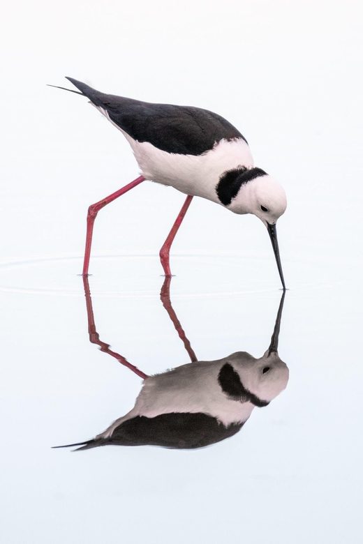 Κάντε κλικ για μεγέθυνση Pied Stilt