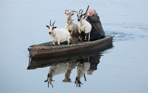 Κάντε κλικ για μεγέθυνση The wolf, the goat and the cabbage