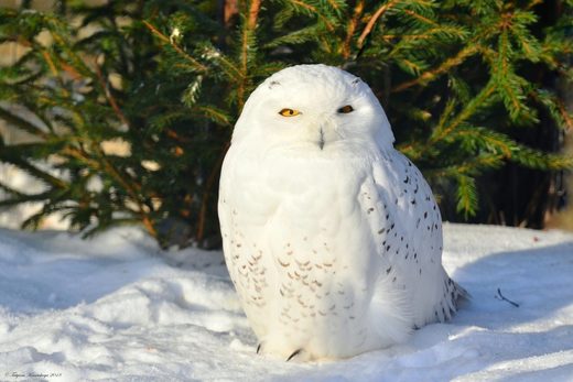 Κάντε κλικ για μεγέθυνση Snowy oal
