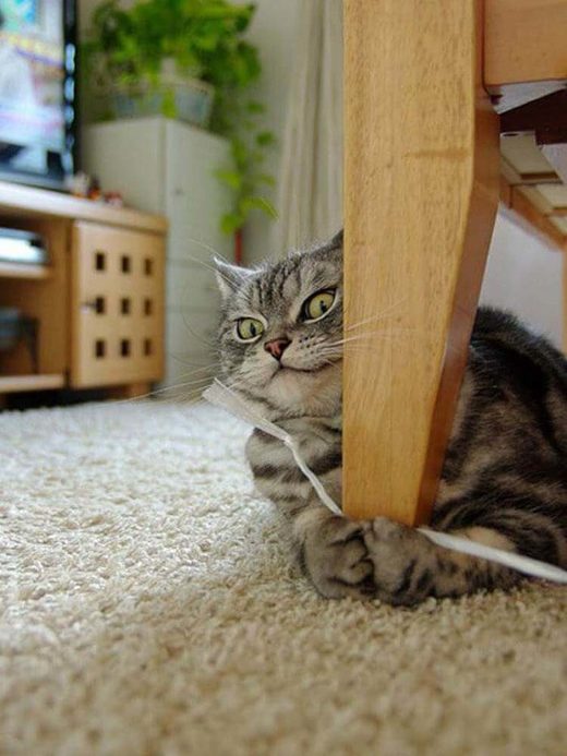 Κάντε κλικ για μεγέθυνση Cat: Mine! All mine!