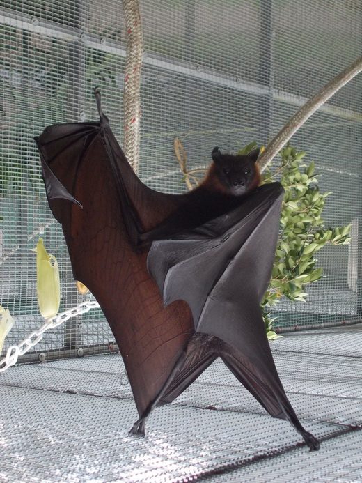 Κάντε κλικ για μεγέθυνση I Am The Bat