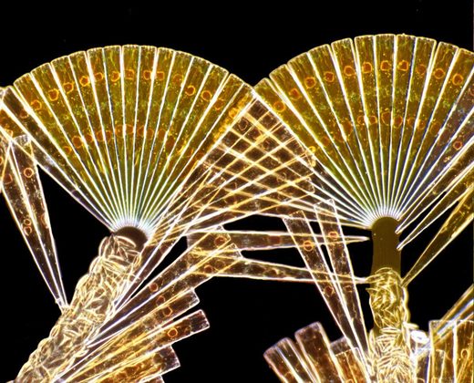 Κάντε κλικ για μεγέθυνση diatoms