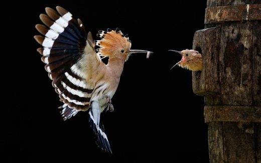 Κάντε κλικ για μεγέθυνση Hoopoe