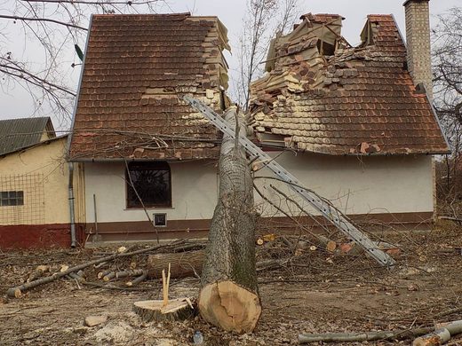Κάντε κλικ για μεγέθυνση Tree falling