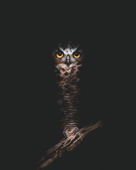 Κάντε κλικ για μεγέθυνση The Owls Are Not What They Seem
