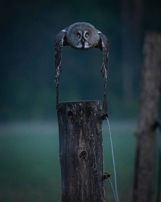 Κάντε κλικ για μεγέθυνση The Owls Are Not What They Seem