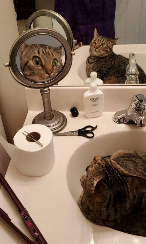 Κάντε κλικ για μεγέθυνση Cats are special