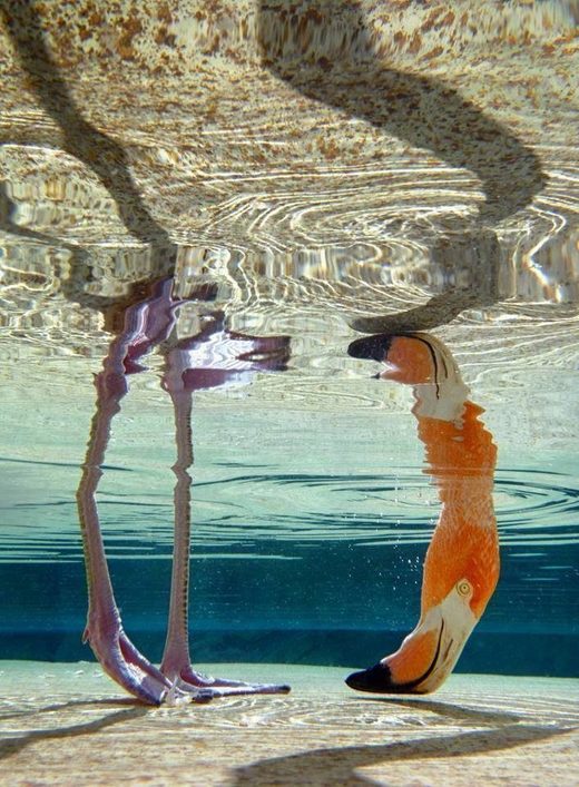 Κάντε κλικ για μεγέθυνση Pink flamingo