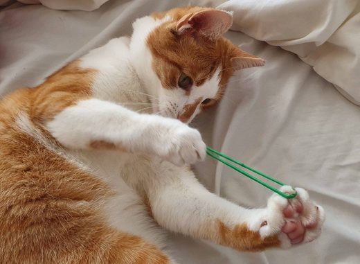 Κάντε κλικ για μεγέθυνση cat : Should work ...