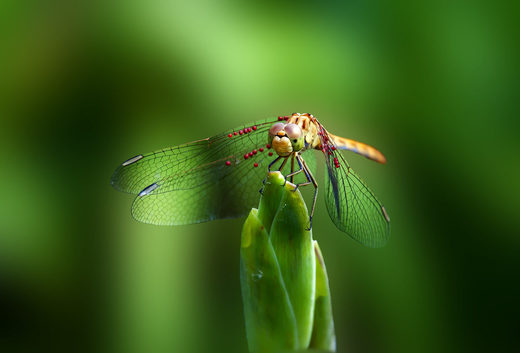 Κάντε κλικ για μεγέθυνση The Green World