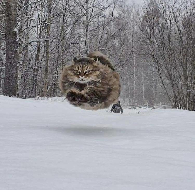 fast running cat