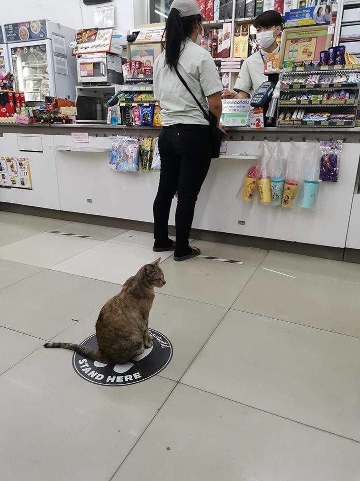 Stand here cat